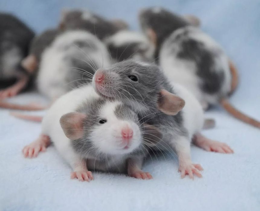 Крысенок дамбо. Пацючок. Щур. Крысята. Рекс