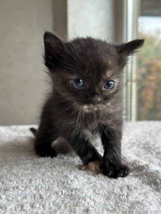 Кошеня котенок дівчинка