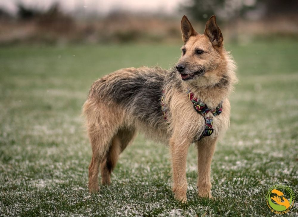 Maja - nieśmiała sunia w typie terriera do adopcji