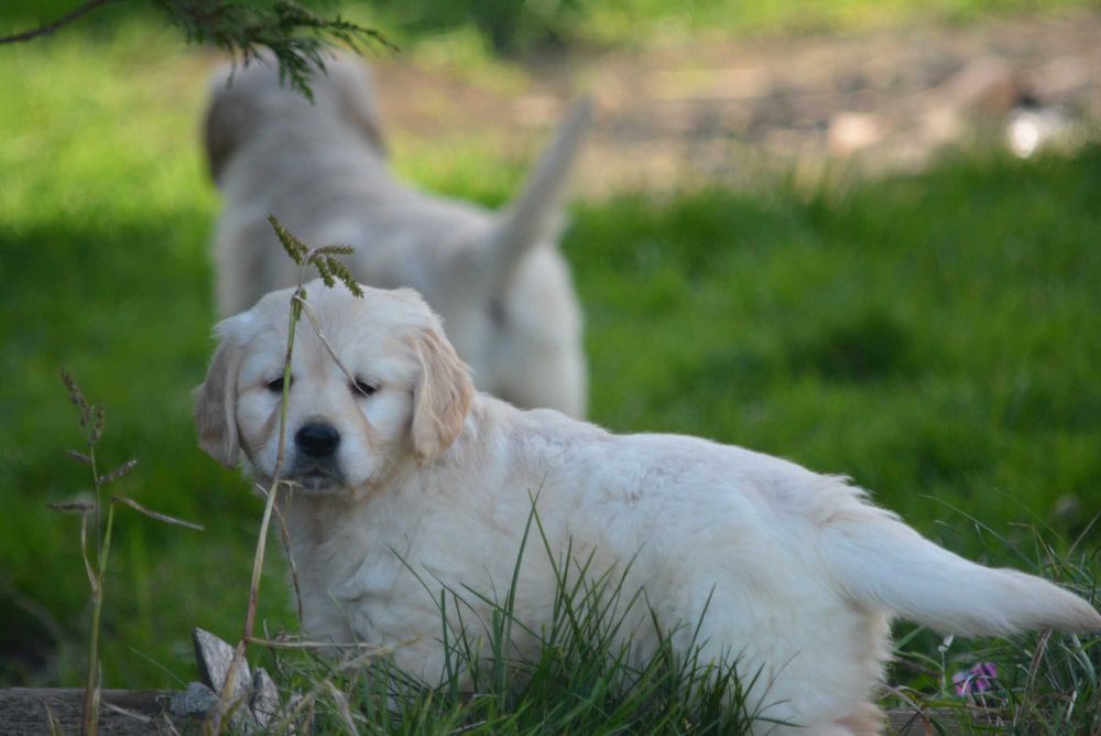 Golden retriever