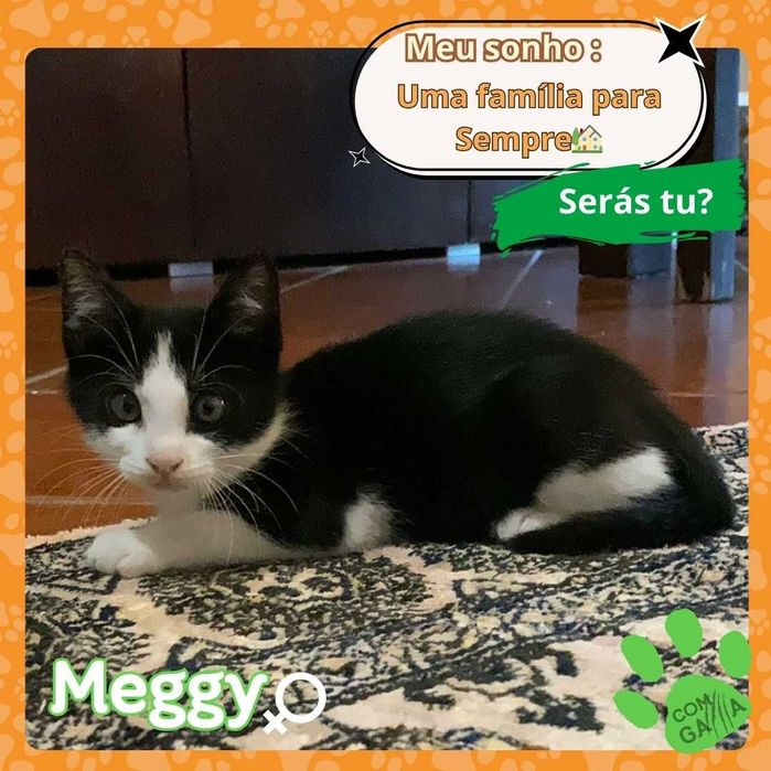 Gatinhas para adoção Molly