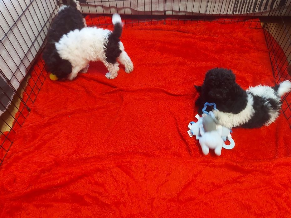 Pudel miniaturowy czarno biały z badaniami genetycznymi