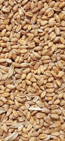 Продам пшеницу , ячмень  урожая 2021- 2022 года