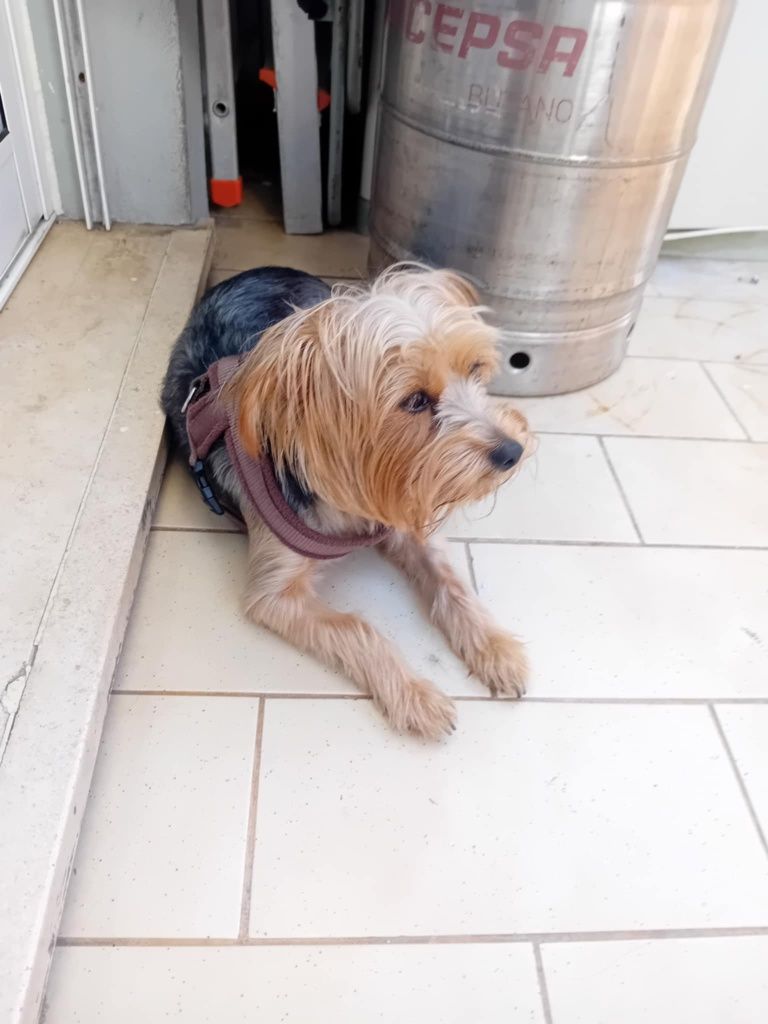 Yorkshire Terrier