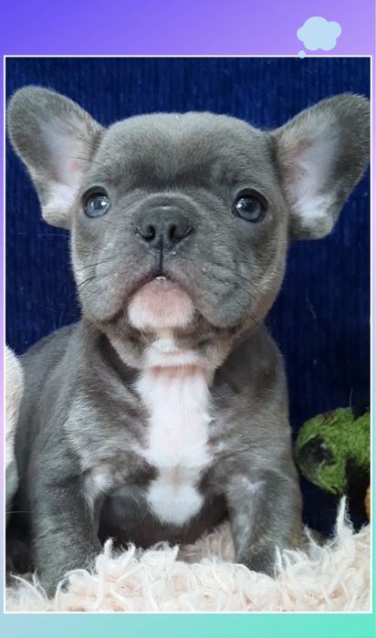 Хлопчик французик міні  блакитний