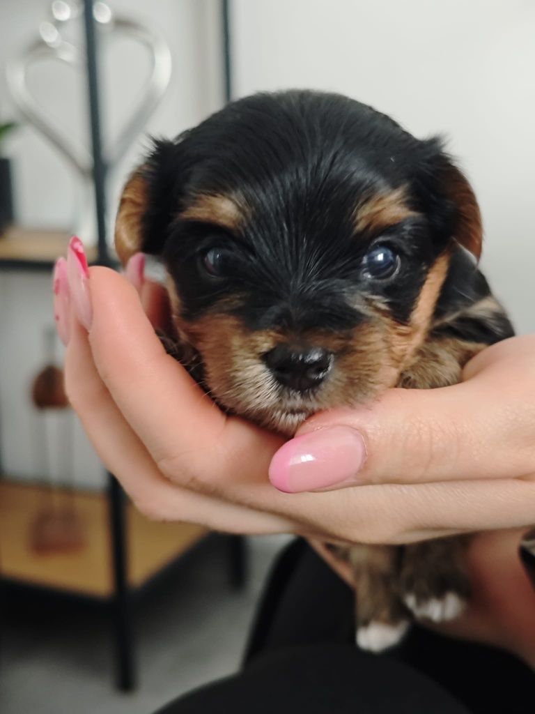Yorkshire Terrier