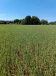 Sprzedam działki budowlane 1008m2 i 1165m2.