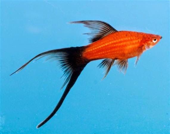 Mieczyk krajowy ok 6 cm od Tapajos_pl W-wa dużo innych gatunków