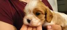Cavalier king charles spaniel