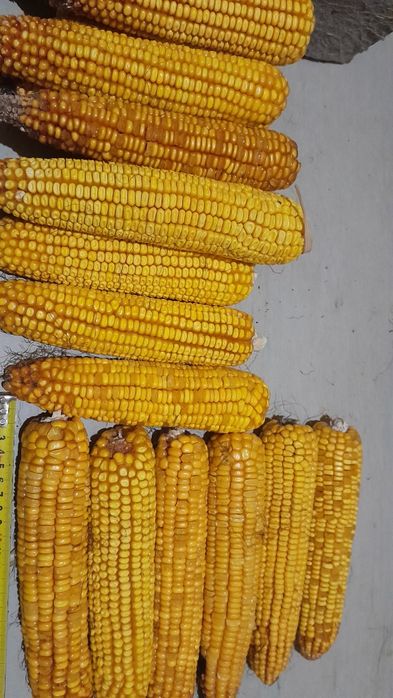 Семена кукурузы .