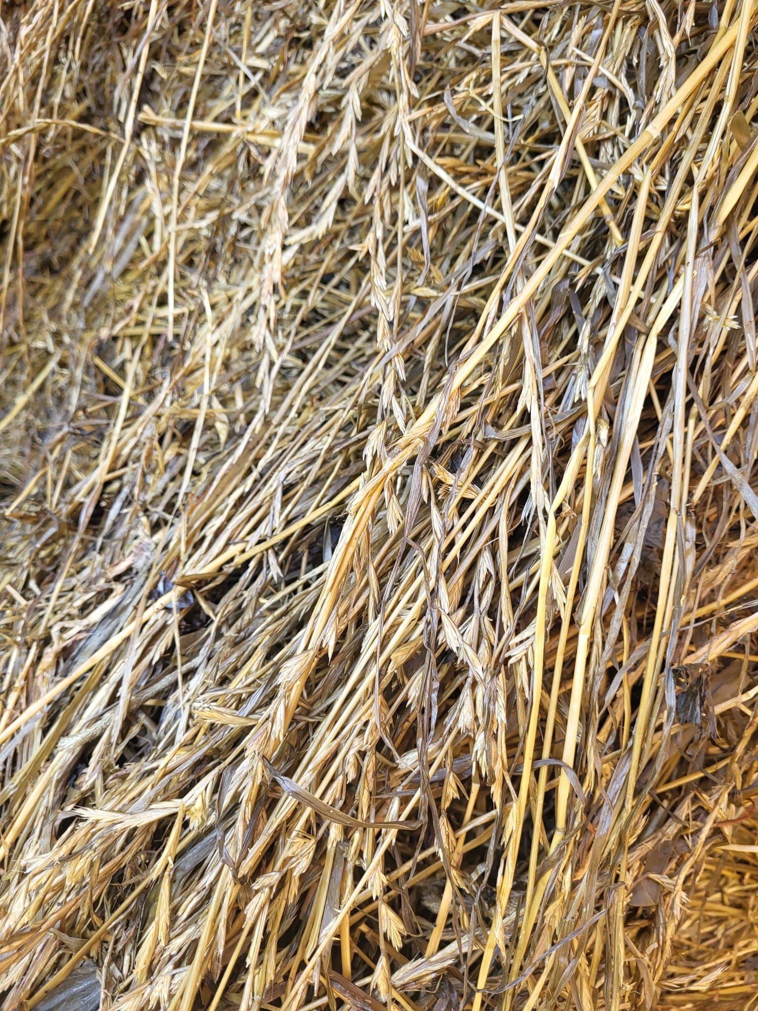 Sianokiszonka mieszanka gorzowska rajgras koniczyna trawy siane 2023