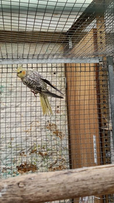 Para cedência Kakarikis e Caturras