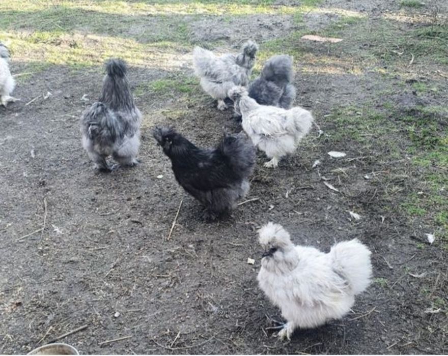 Jaja lęgowe Silka jedwabista USA