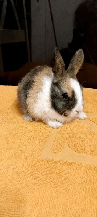 Króliczki miniaturki