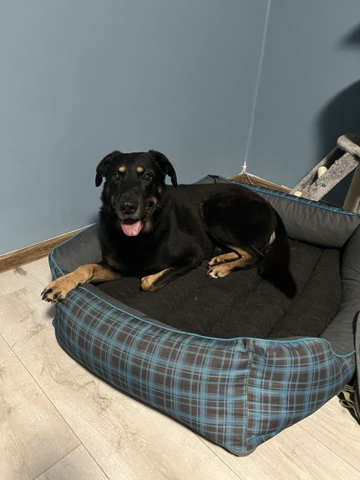 Oddam Psa jest to mieszaniec owczarka niemieckiego i kundelka