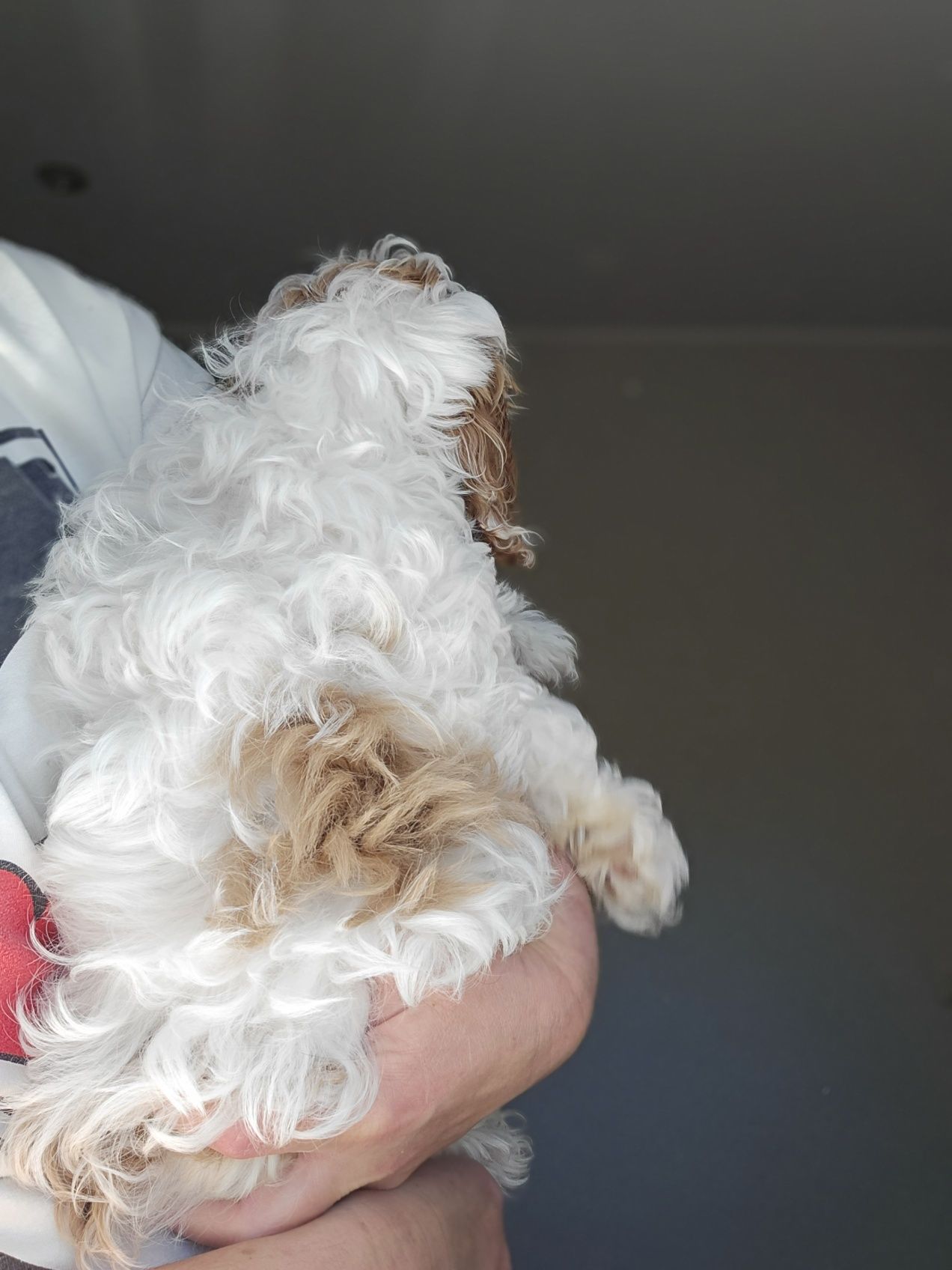 Cavapoo / Chlopiec