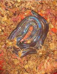 Xenopeltis unicolor