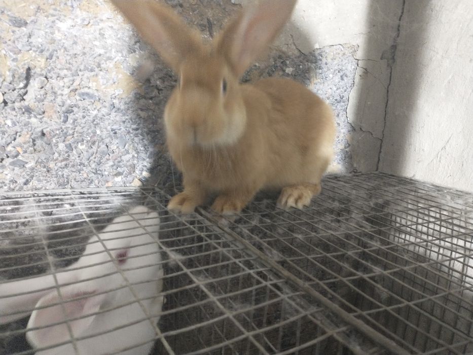 Продам кроликов разных