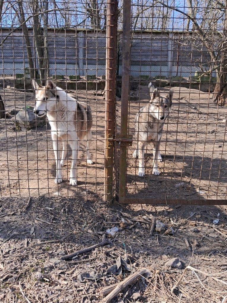 Західно-сибірська лайка