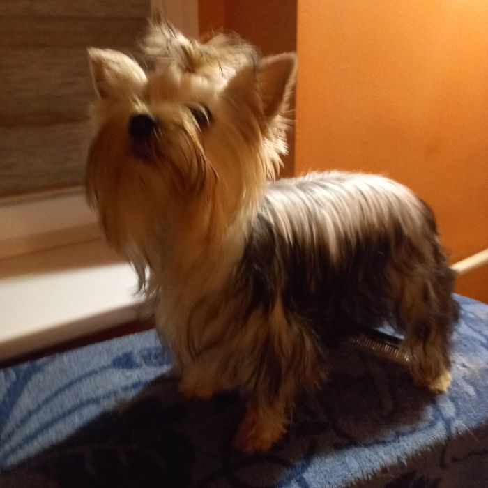 Suczka Yorkshire terrier FCI