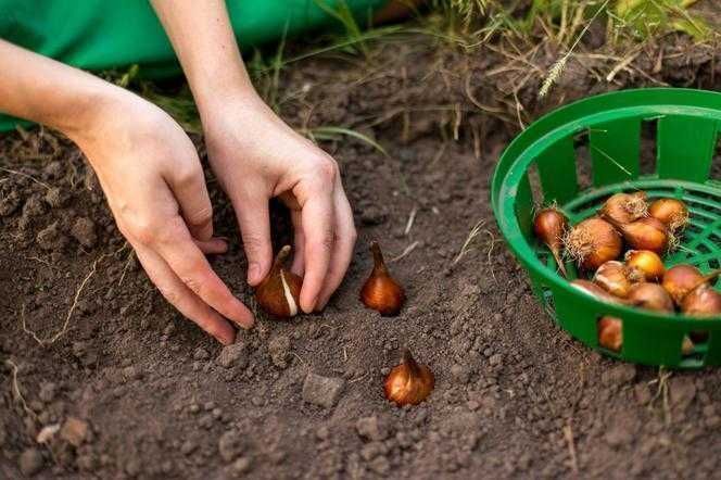 Tulipan POLSKI mieszanka 25 szt. Cebulki Tulipana Tulipanów Tulipany