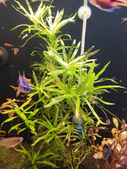 Pogostemon octopus roślina akwariowa wysyłka