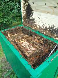 Pszczoły, odkłady