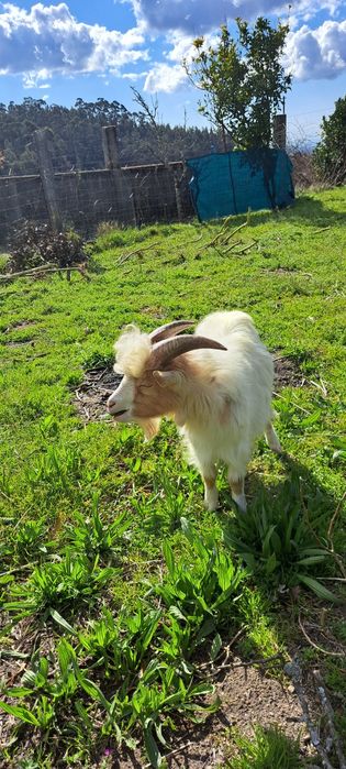 Cabrito anão com 1 ano e meio