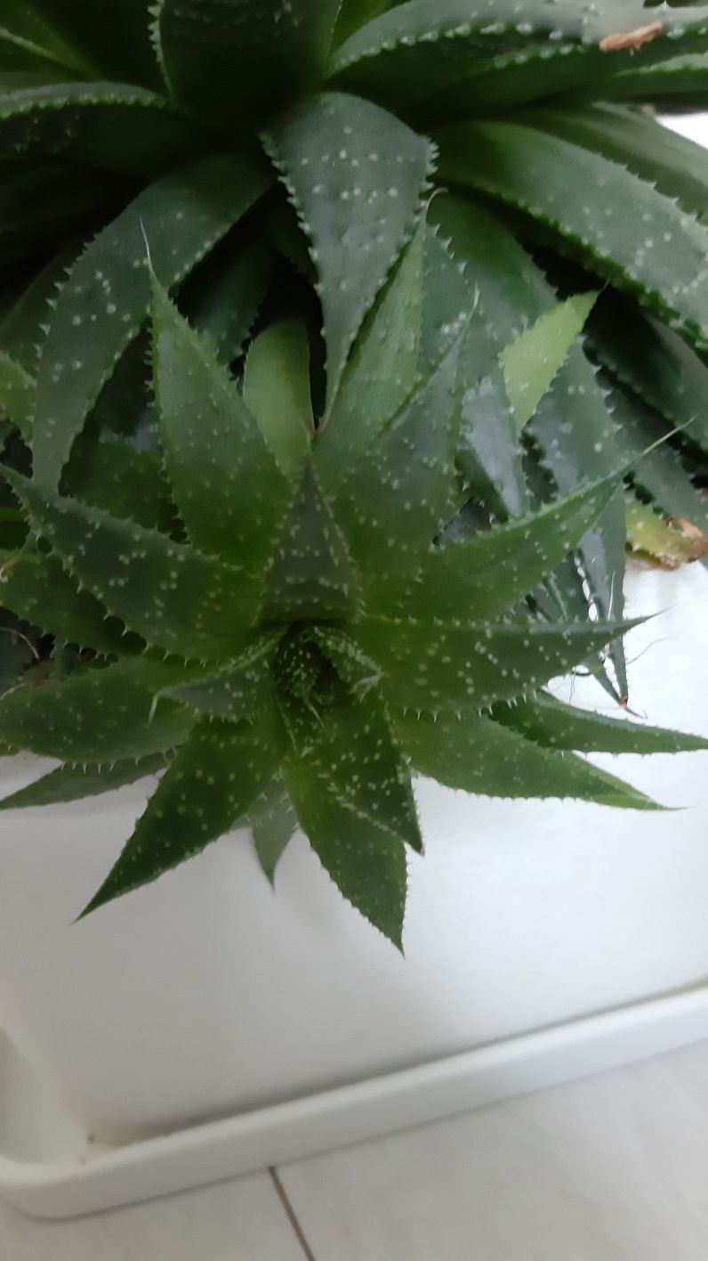 Алое остисті (Aloe aristata)