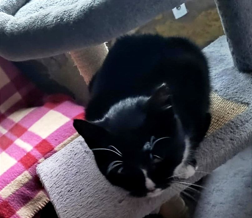 Trzy dziewczynki z Turu