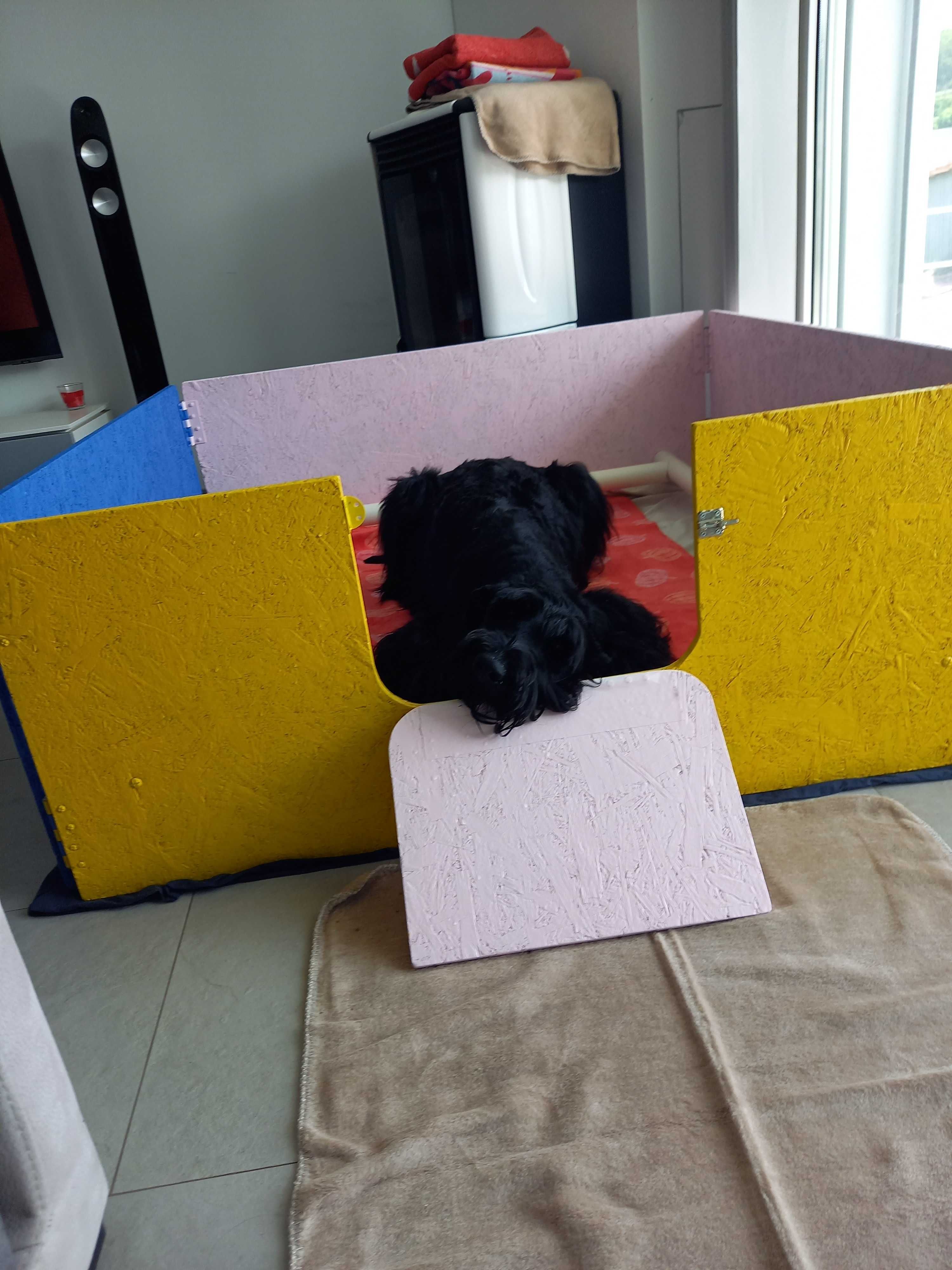 Schnauzer gigante macho com LOP