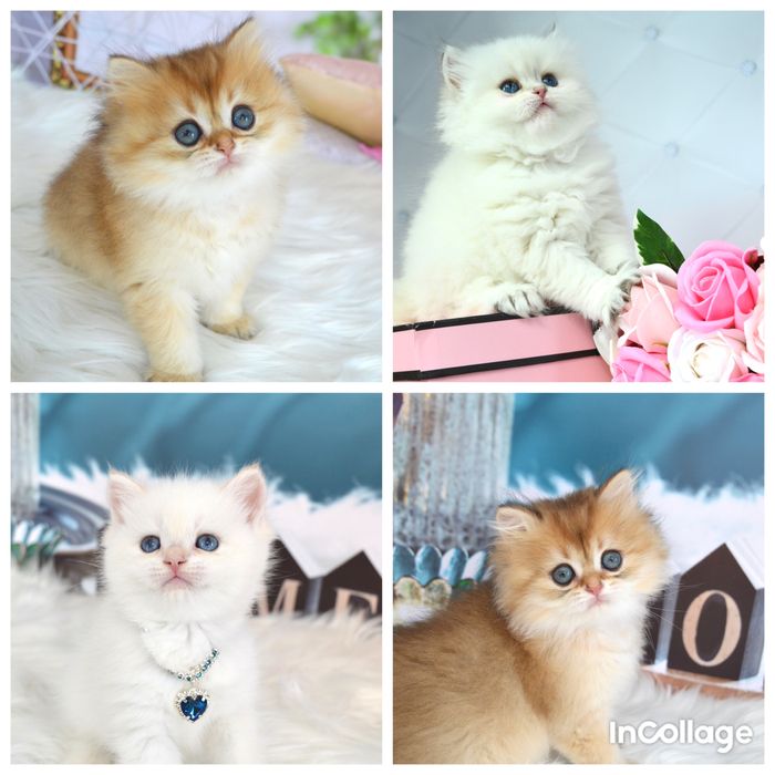 Британська золота шиншила котята/ поінт/ золотая шиншилла