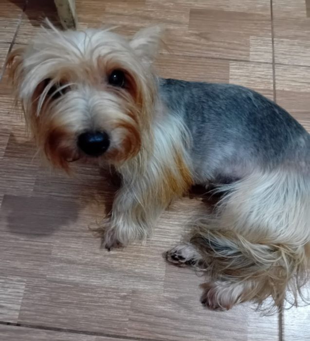 Yorkshire fêmea com Pedigree e Afixo.