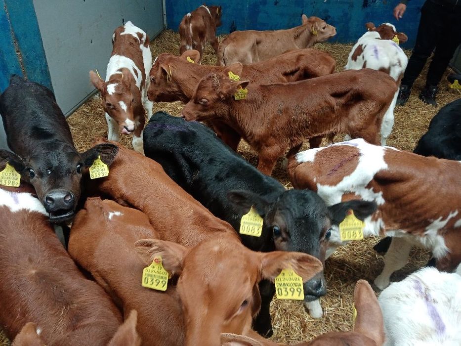 Sprzedam byczki cieliczki