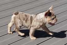 Buldog francuski