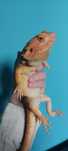 Agama brodata samiec orange hypo