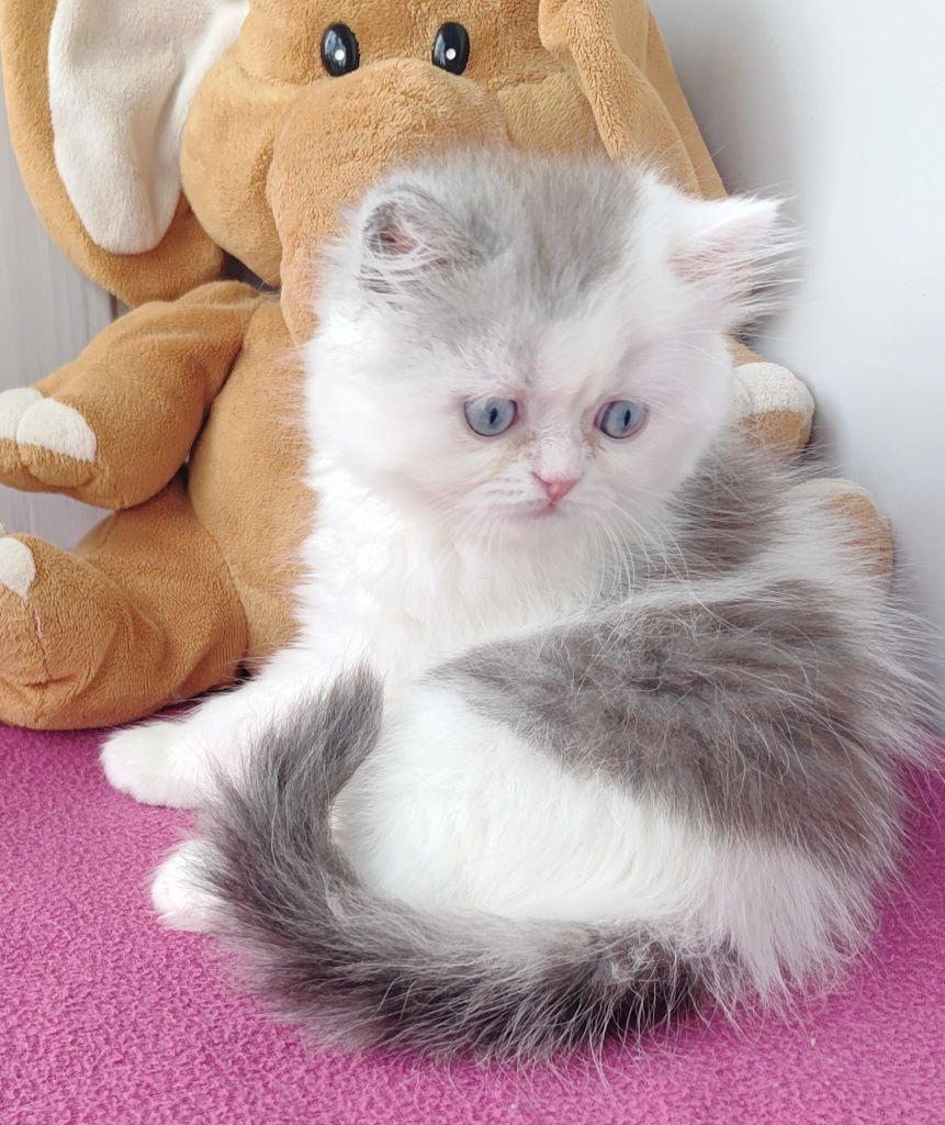 Гарний блакитноокий хлопчик.  Котёнок