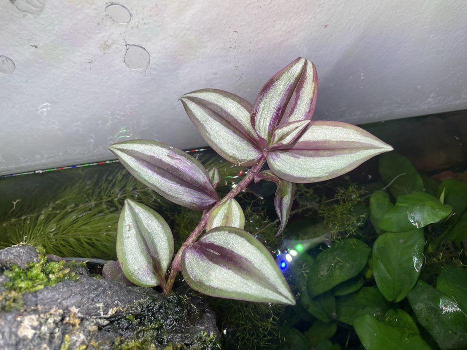 Trzykrotka Pasiasta Tradescantia zebrina ukorzenione sadzonki