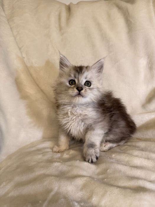 Kotka Maine Coon ns 11 shaded