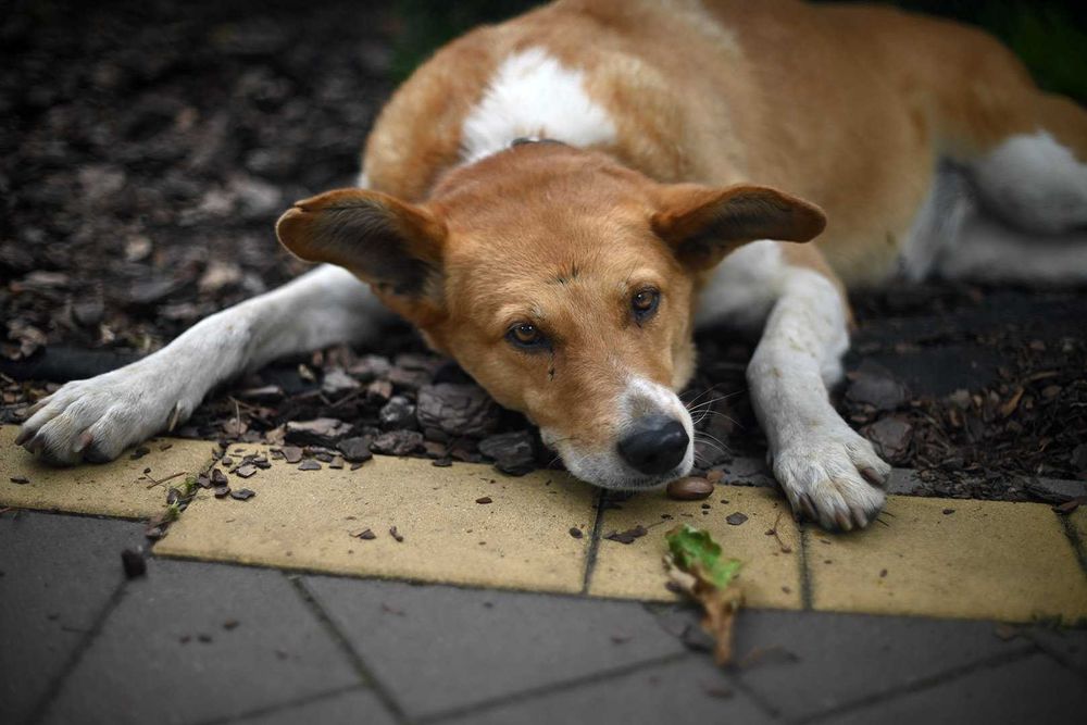 NIKKOR-S 50/1.4 - світлосильна мануальна п'ятидесятка (Ai модифікована