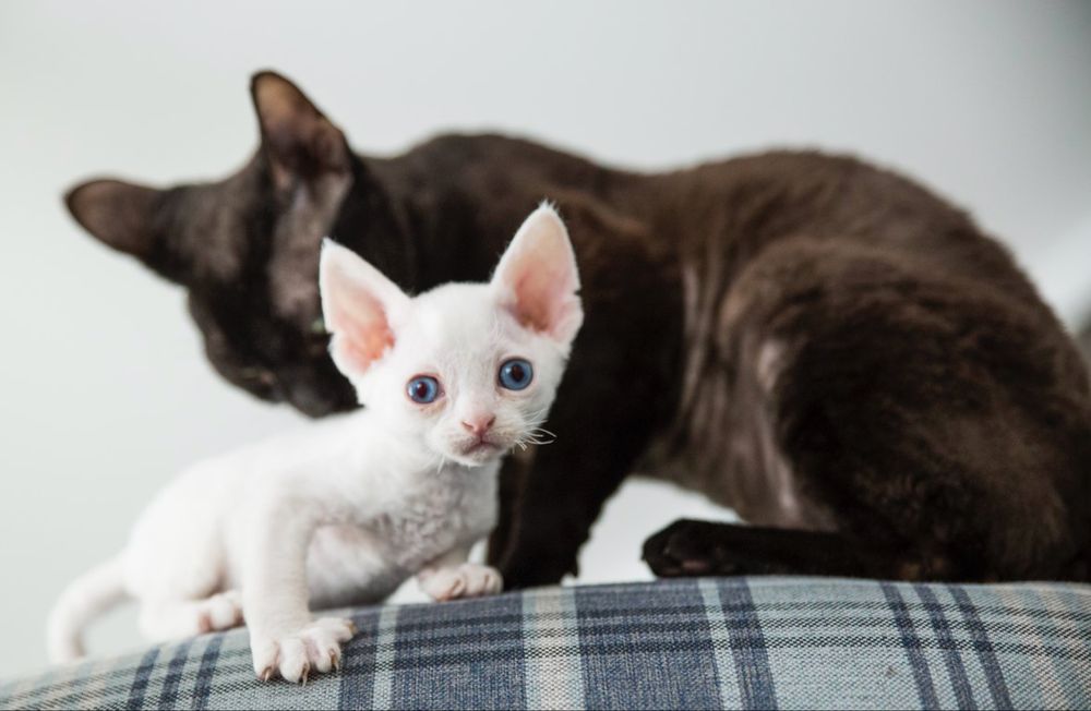 Kotek niebieski devon rex FPL