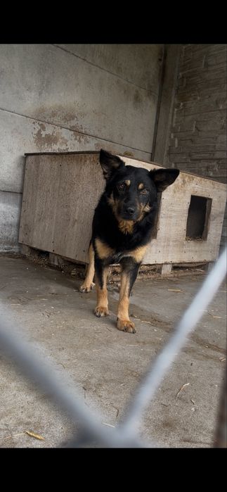 Hektor do pilnej adopcji