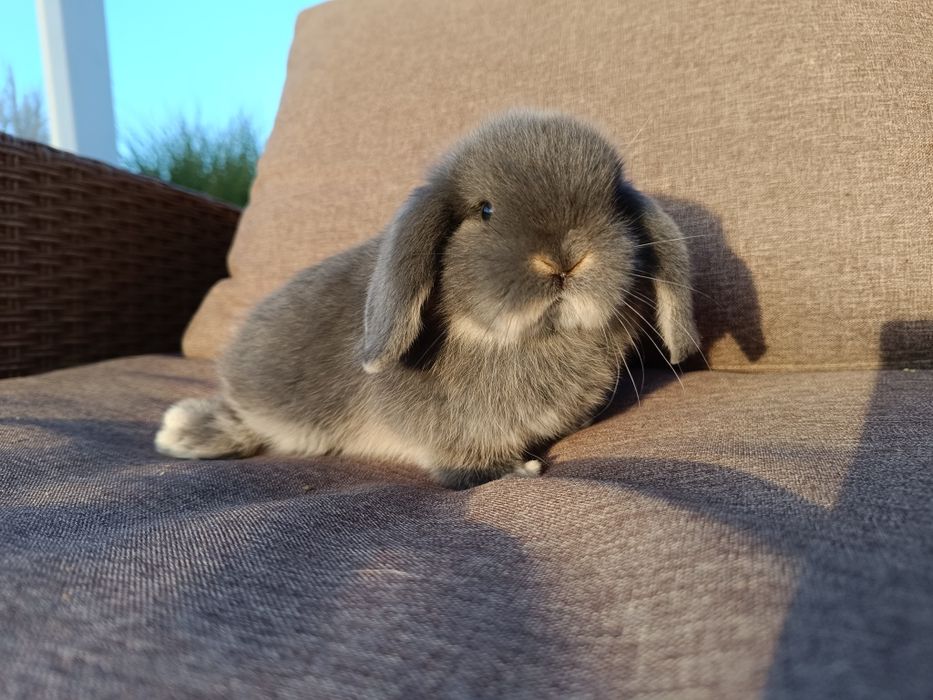 Mini lop  karzełek baranek