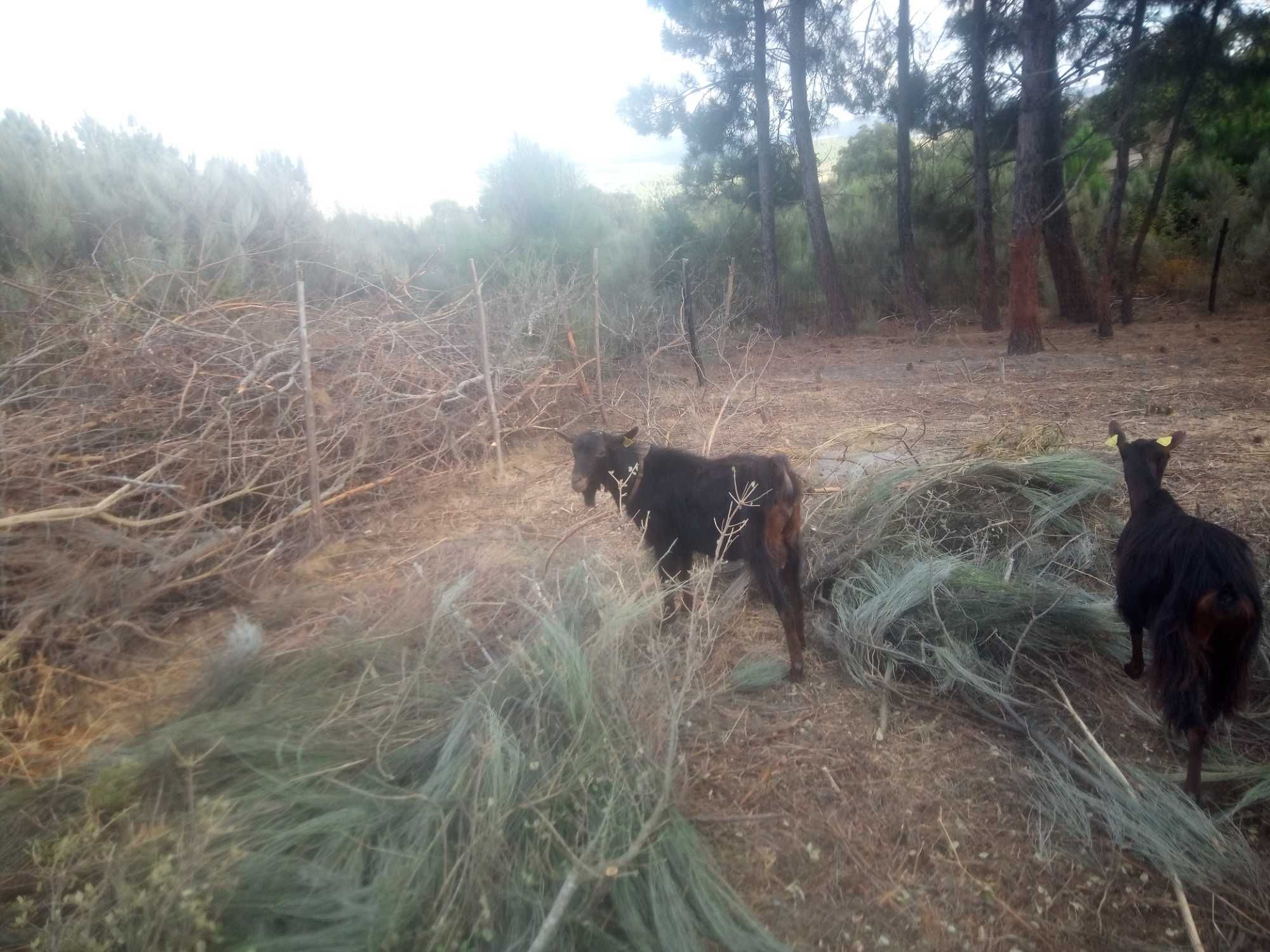 2 chibos de raça grande