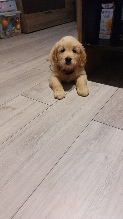 Szczeniaczki Golden Retriver ZKwP