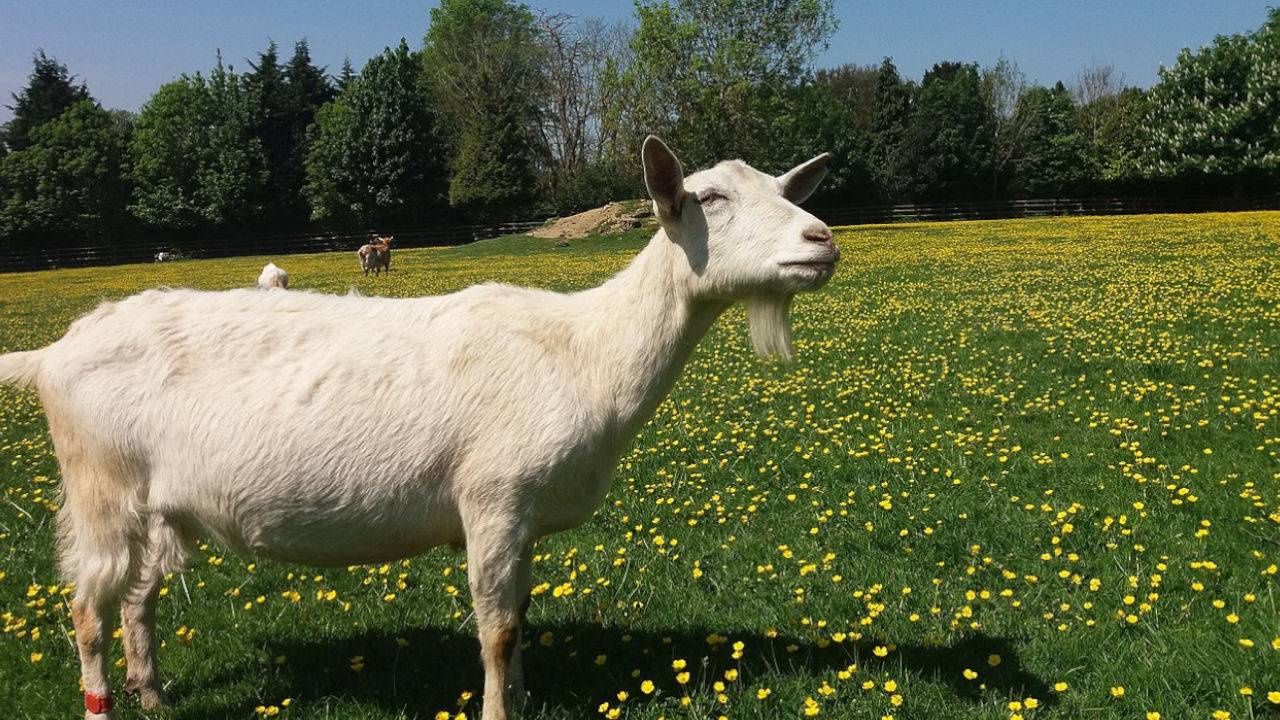 Mleko Kozie od kozy saaneńskiej