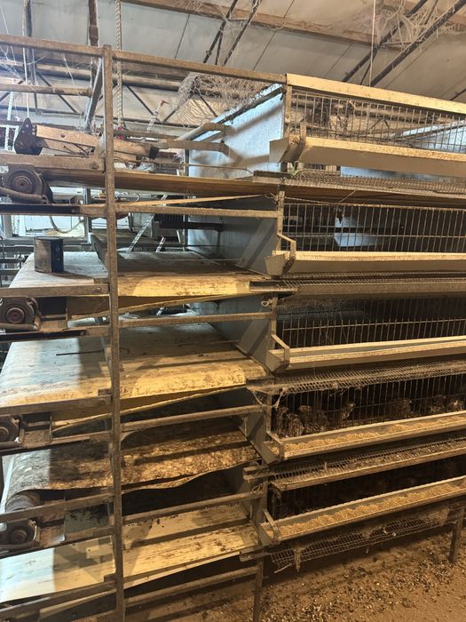 Przepiórki. Bateria do hodowli- AUTOMAT!. Klatki dla przepiorek