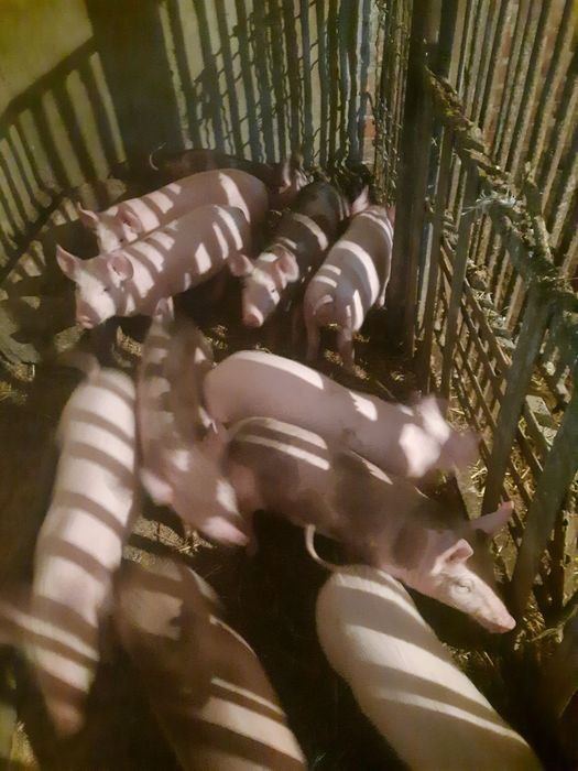 Продамо чудових свиней