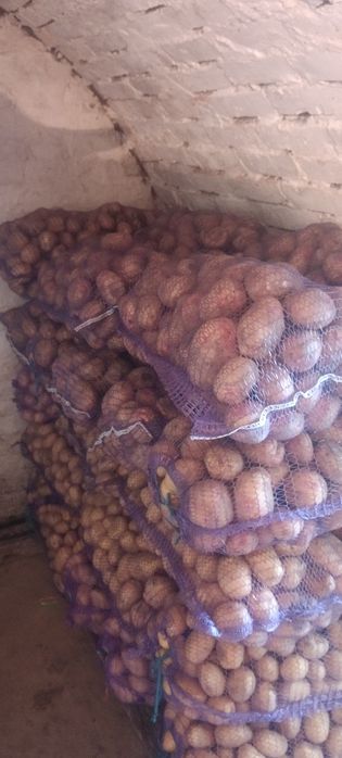 Продам картоплю нічим не оброблену