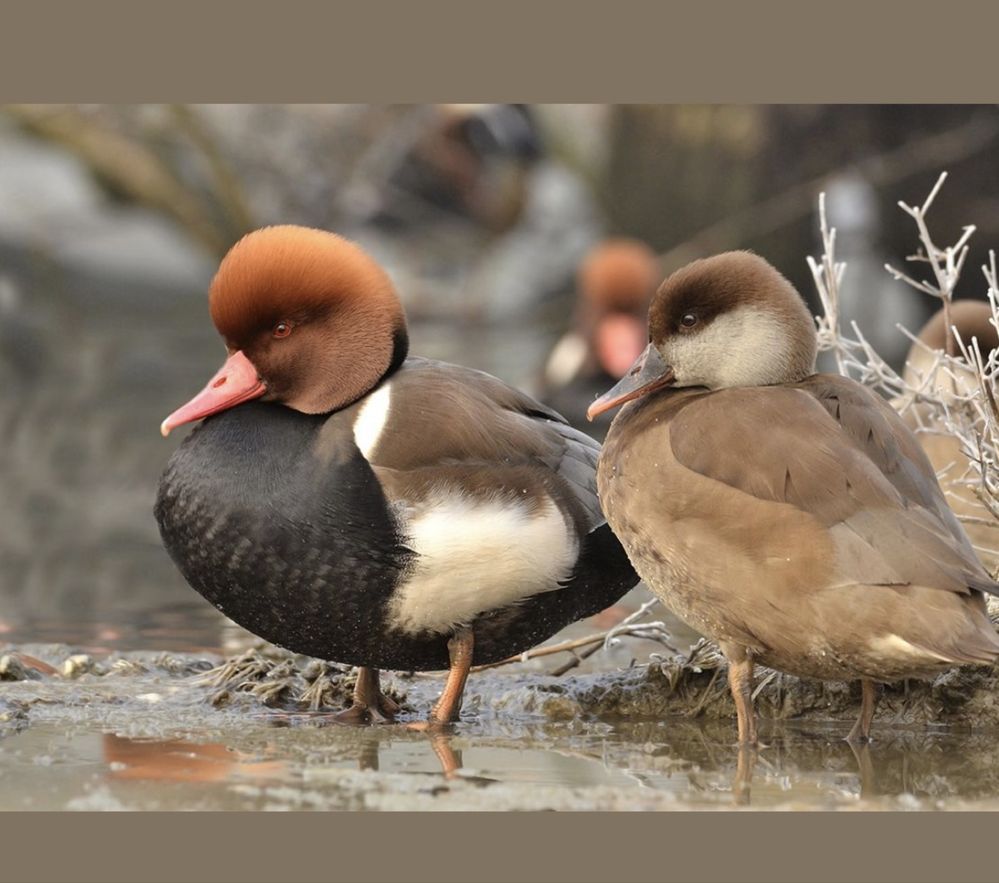 Patos ornamentais